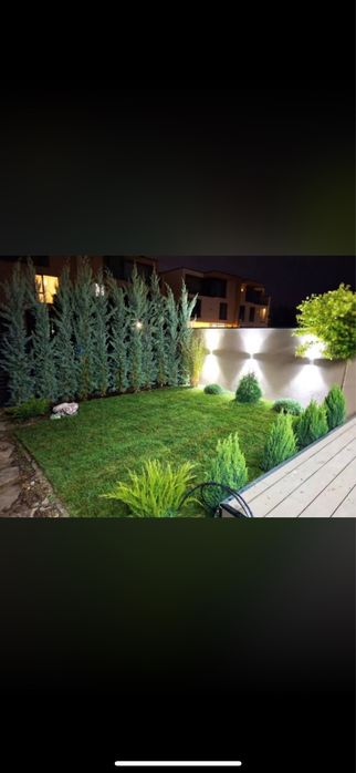 Leylandii Cupressus - Solutia rapida pentru gard viu vesnic verde