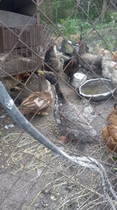 Селезень голубой фаворит