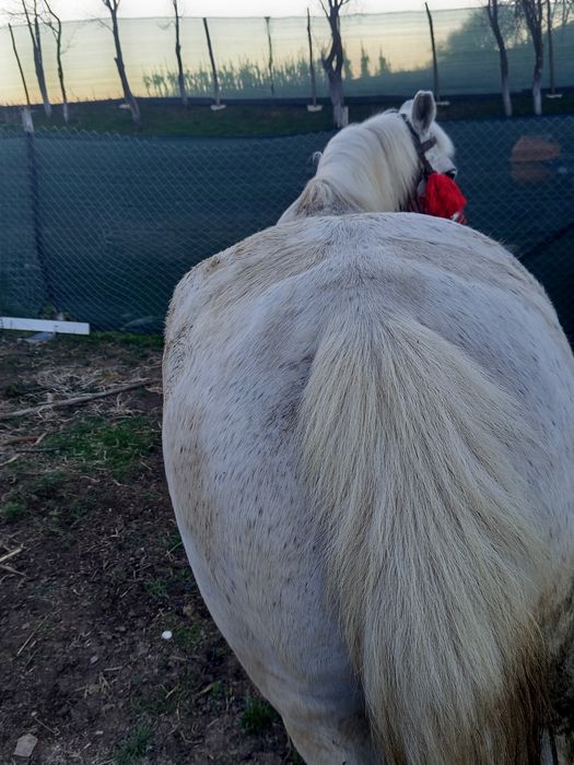 Vând iapă sură  foarte cuminte merge la caruță la călărit