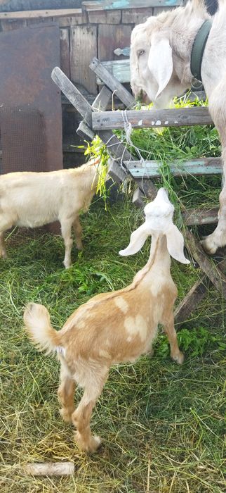 Козлята, нубийцы,биталы