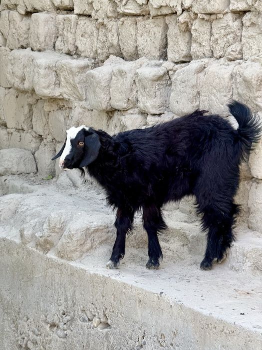 Zudlik bilan ona bola echki sotiladi