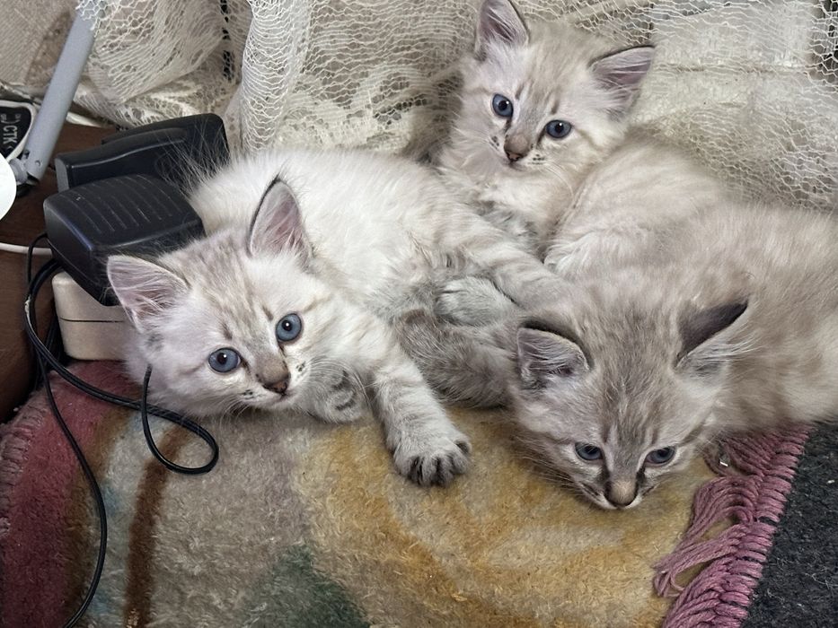 Отдам в хорошие руки кошек