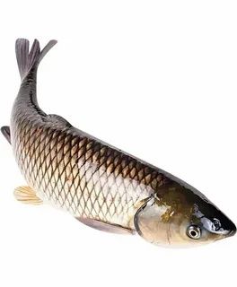 Ветнам толстоло Венгер сазани Ок Беламур чаваклари сотилади