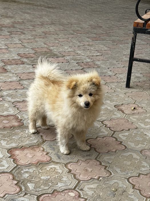 Помесь шпицом продается