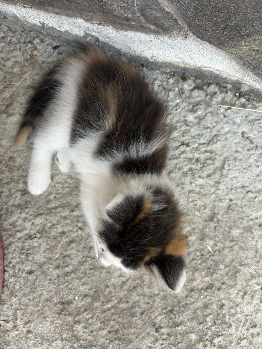 Подарявам  малки котета