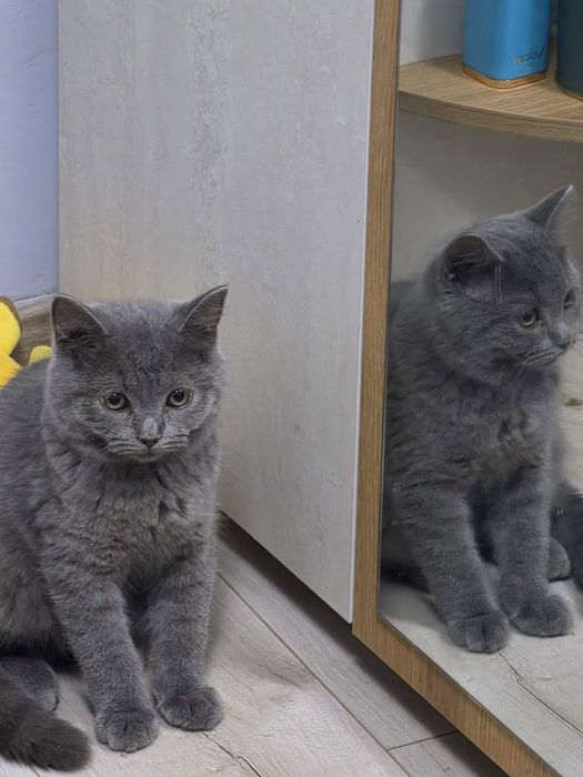 Британско коте мъжко