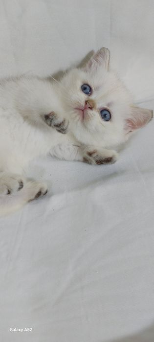 Продаётся  котята  разные маленьки и девочки уже  кушают  самостоятель