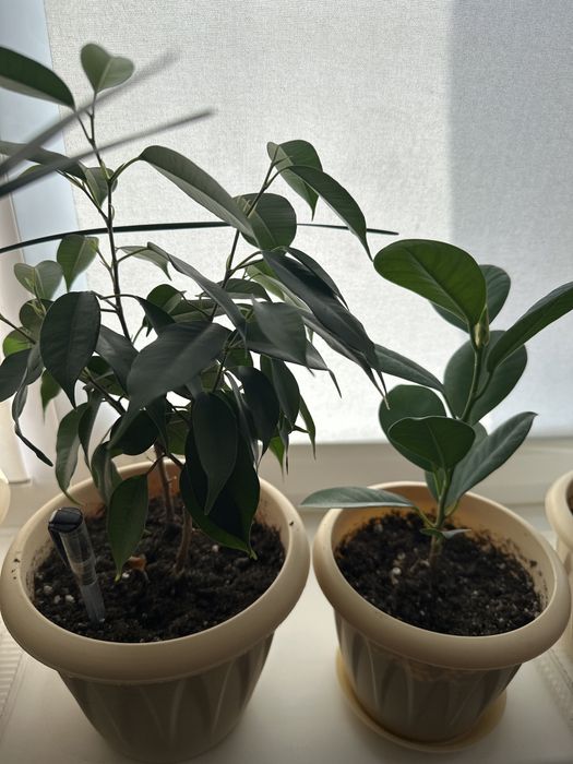 Продам комнатные цветы