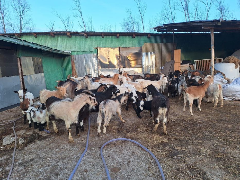 Vând capre cu iezii