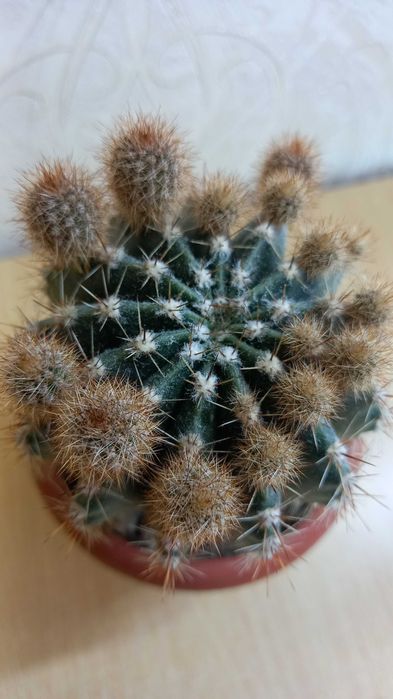 Кактусы комнатные продам