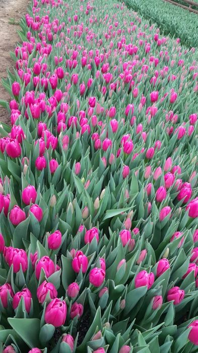 Тюльпаны оптом, разных размеров и расцветок