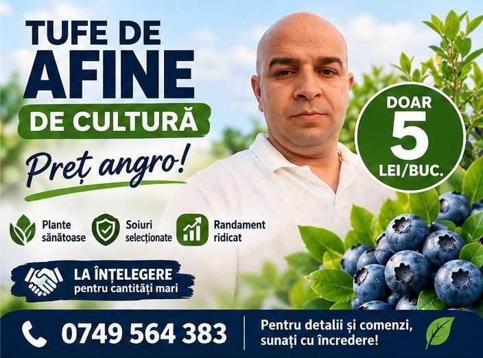 Afine pentru plantare | 5 lei angro | 10 lei/bucată