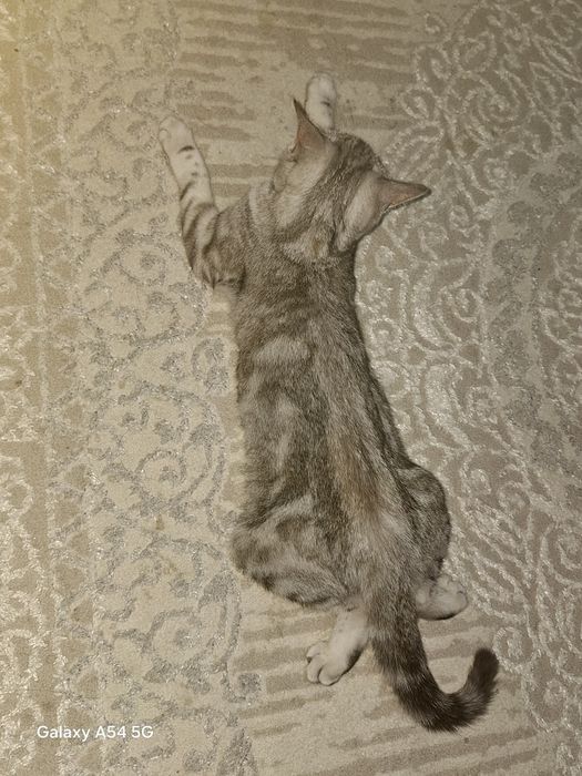 Котенок 4,5 месяцев