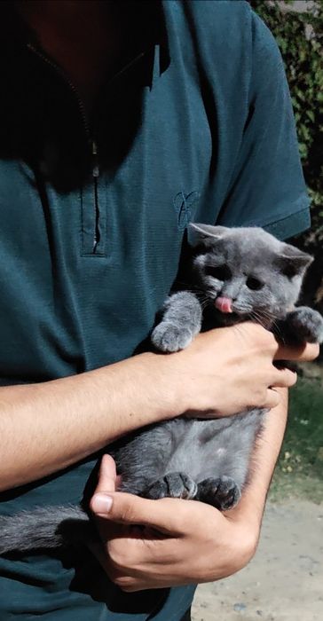 Скотиш страйт мальчик и девочка