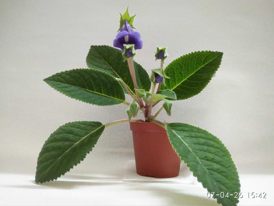 Цветущая Глоксиния 1,5г. фиолетового отенка. Комнатный цветок в горшке