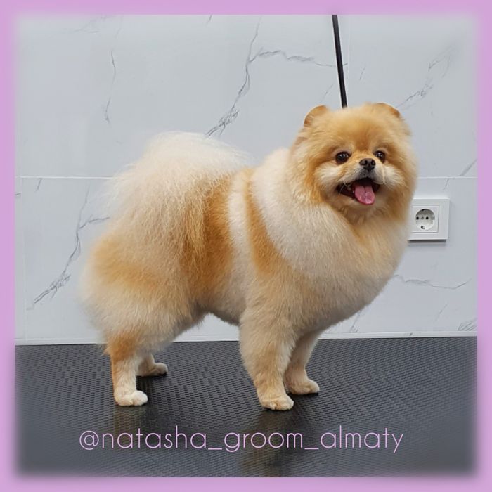 Стрижки собак и кошек