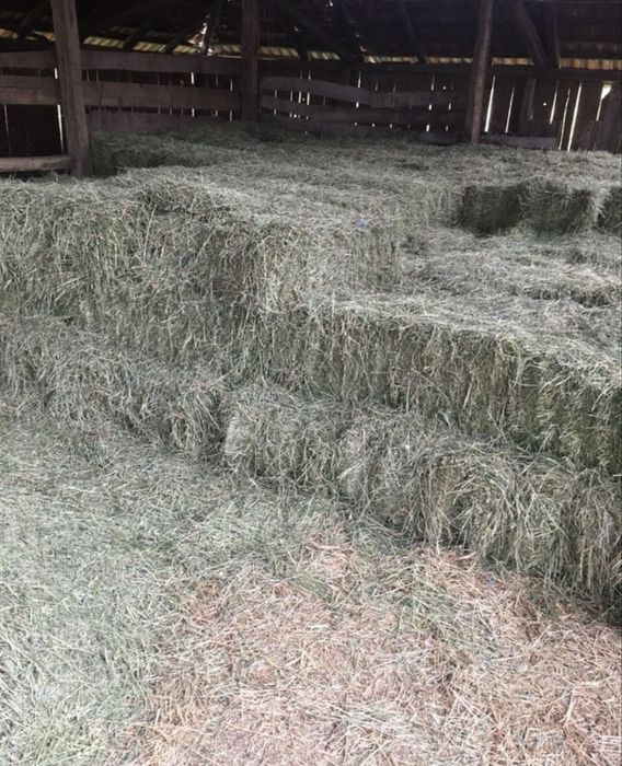 Baloti mici de fan Lucerna 20-25kg/balot