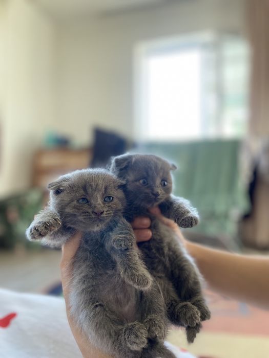 Продаются котята скотиш фолд