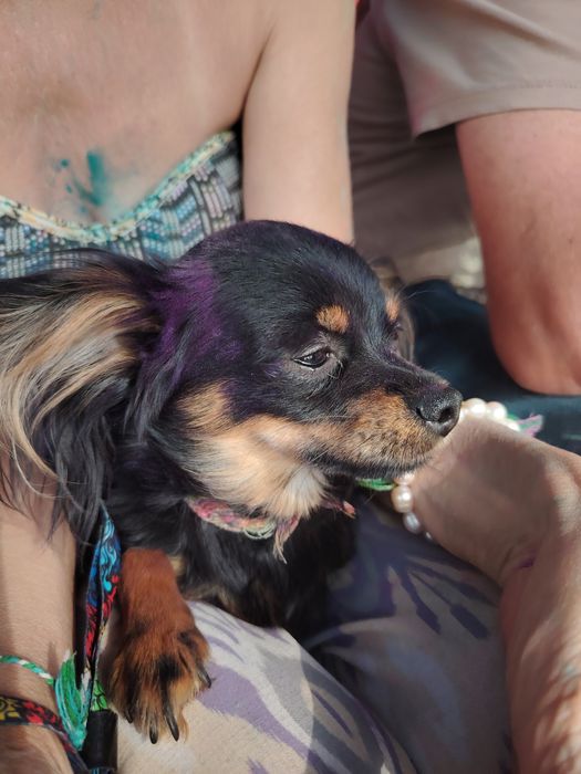 Кабель для вязки (русский той)