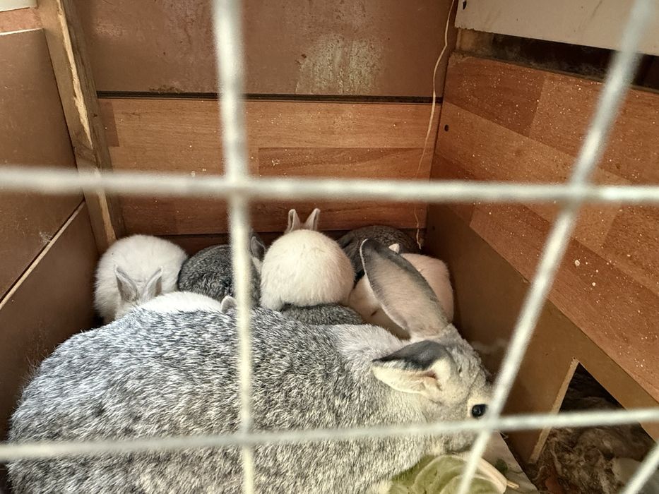 Quyonlar ko'p xarxilidan bor qizbola erkaklari