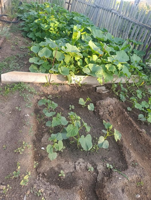 Продам дачу срочно