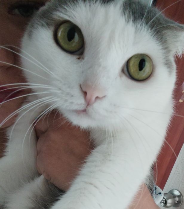 Кот Тоша , кастрированный
