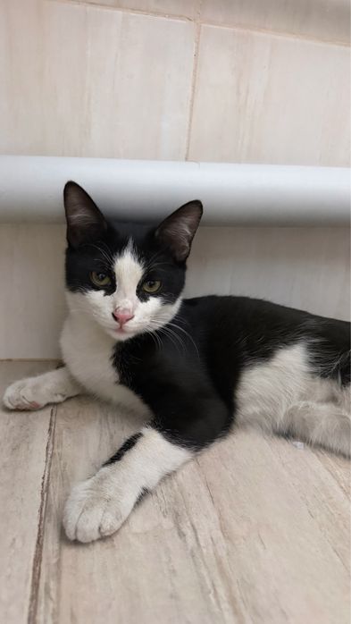 Котенок 6 месяцев