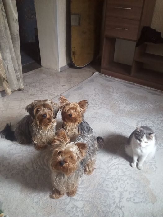 Щенок йоркширского терьера