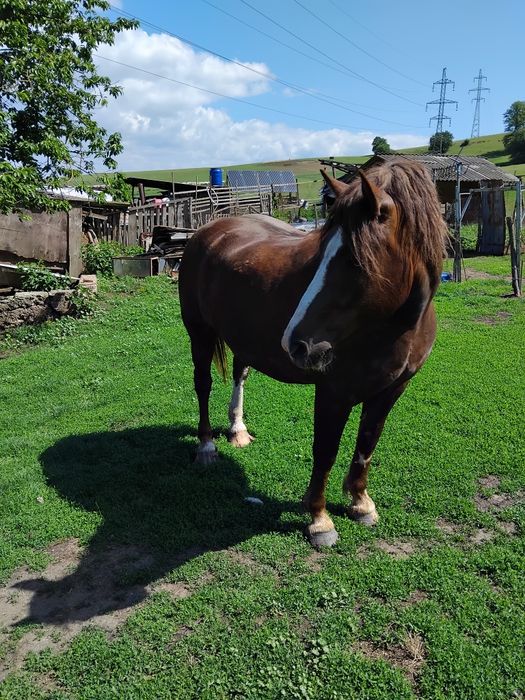 Mânză de vânzare , mânza este de patru ani, sănătoasă bine întreținută