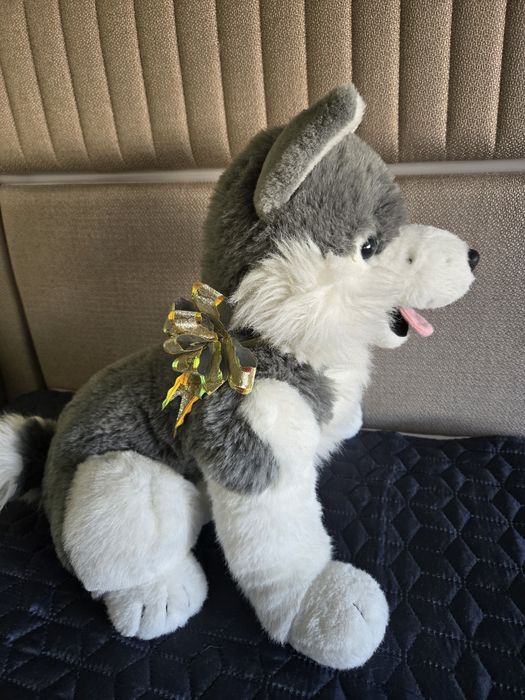 Голяма красиво Хъски