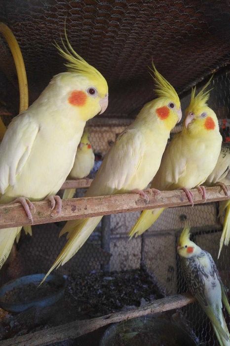 вълнисти папагали и корели