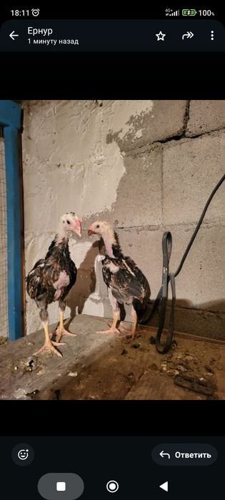 Сатамын дакан шоже кораз 25000