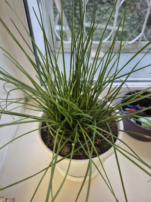 Продам комнатные цветы