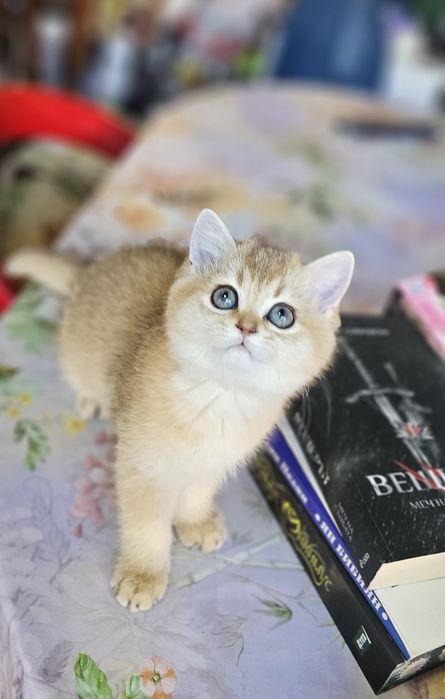 Британски котенца