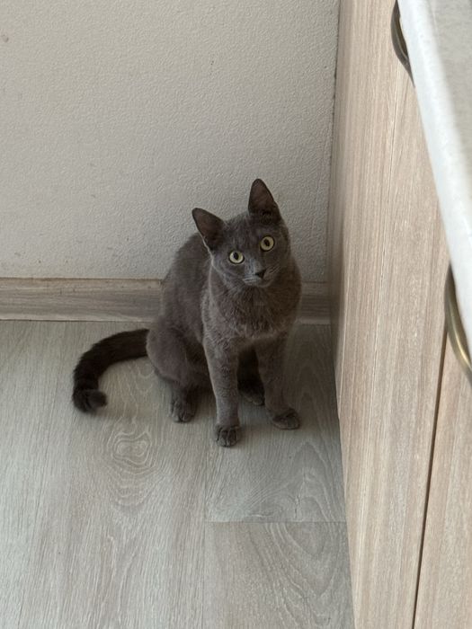 Молодая Кошечка в семью