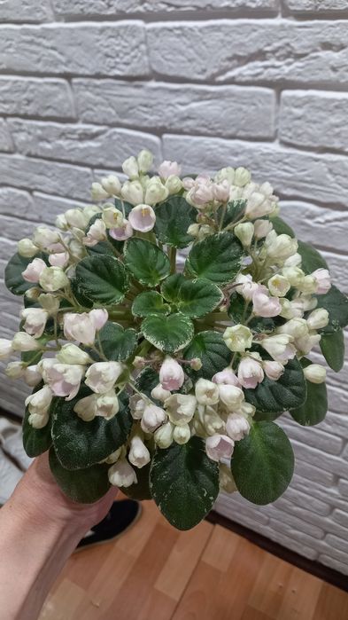 Фиалки сортовые.