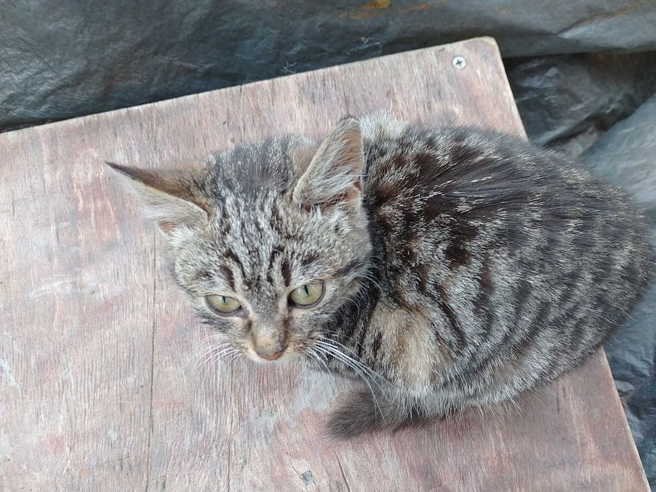 Подарявам котета