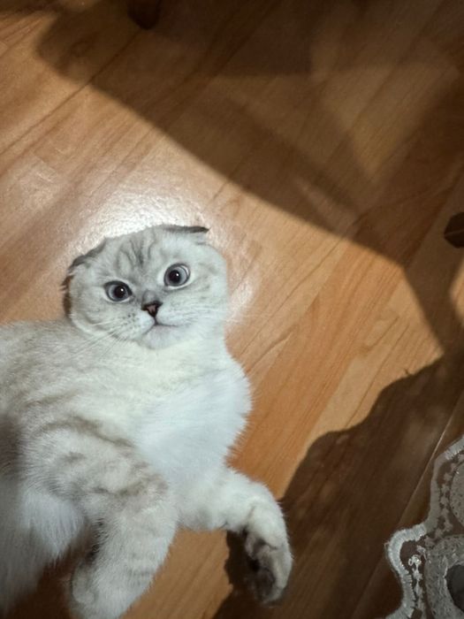 Продам породистого котика