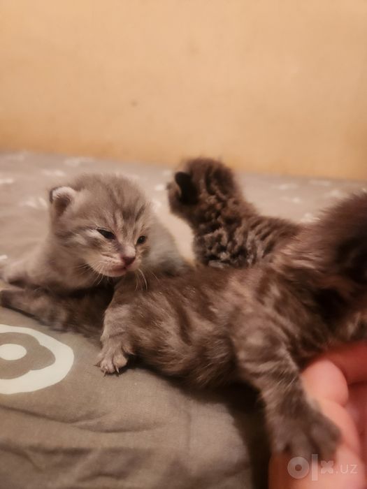 Отдам 3 котята в добрые руки