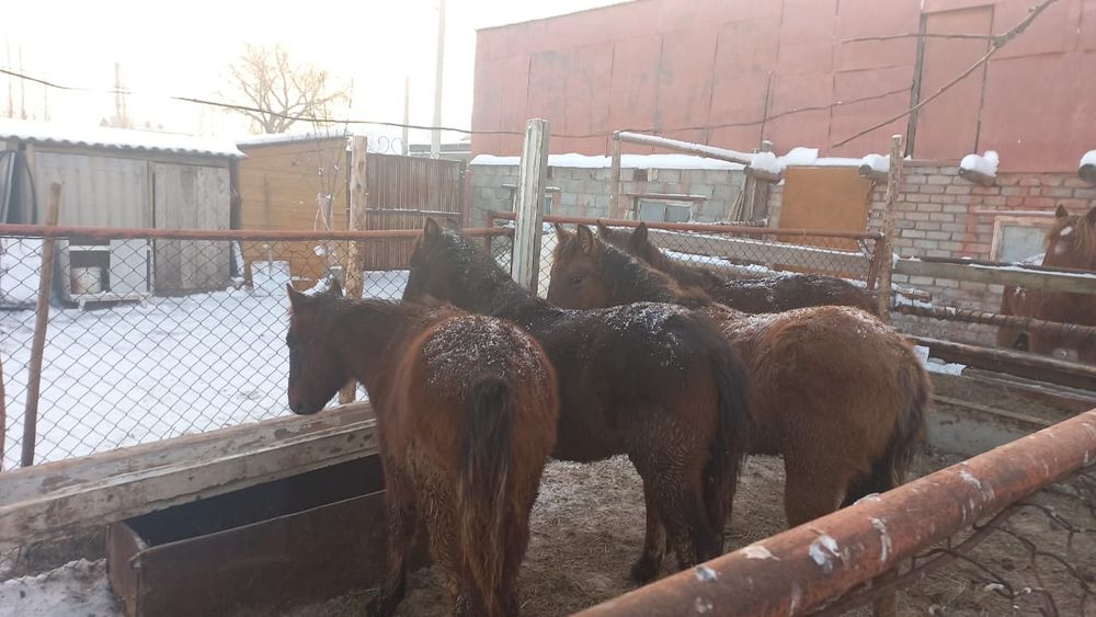 Жабагылар согымга