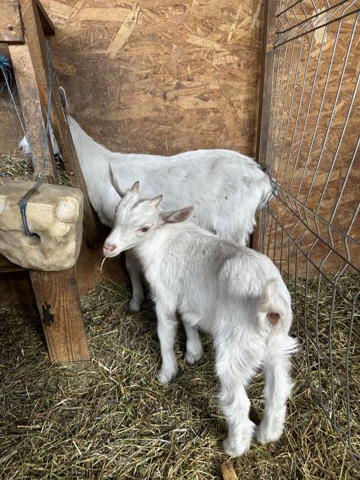 Vand iezi si pereche saanen si metis alpina
