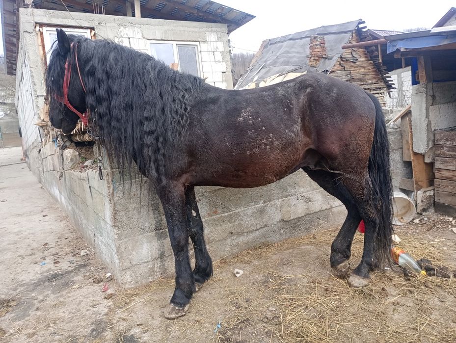 Se vinde armăsar de 7 ani cuminte