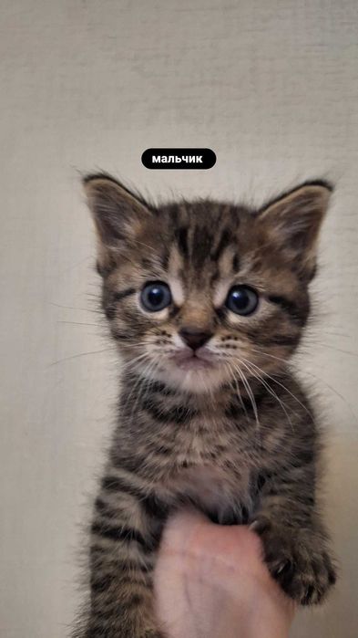 Котята бесплатно