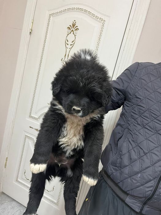 Продам щенков срочно