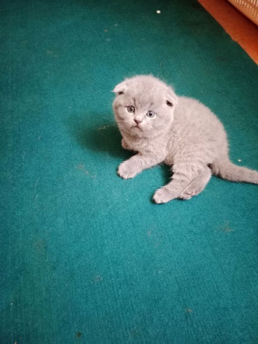 Продаются Котята