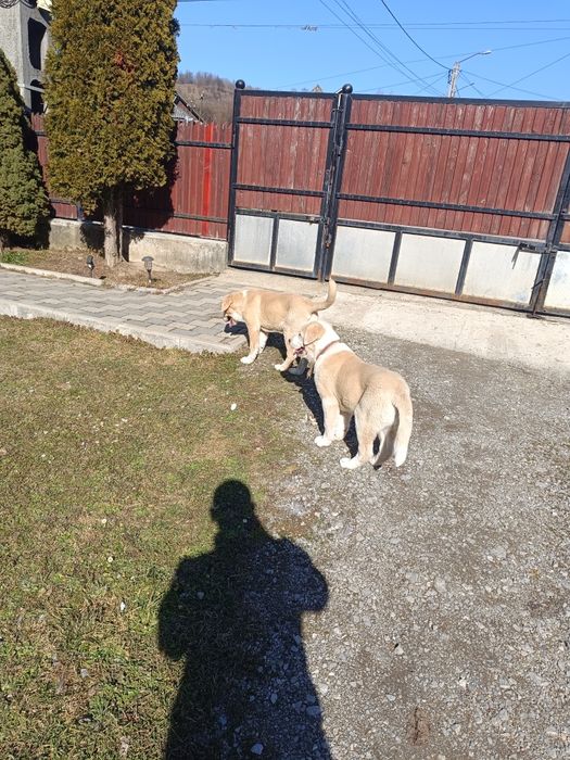 Asia centrala 3 luni