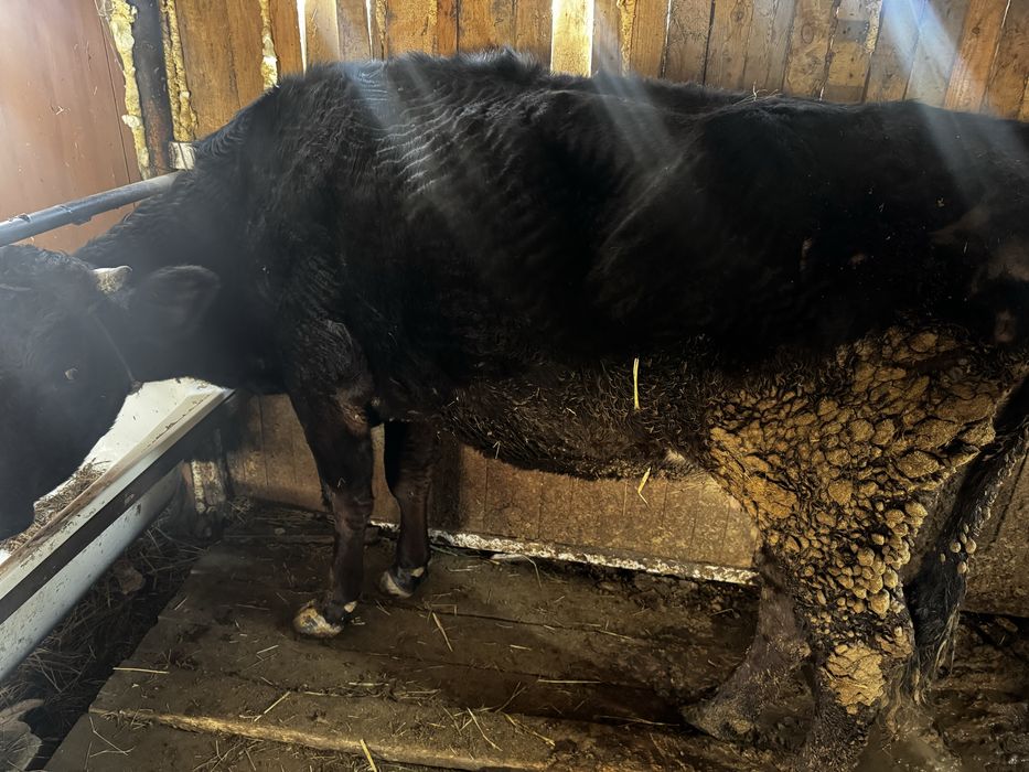 Продам трех коров срочно