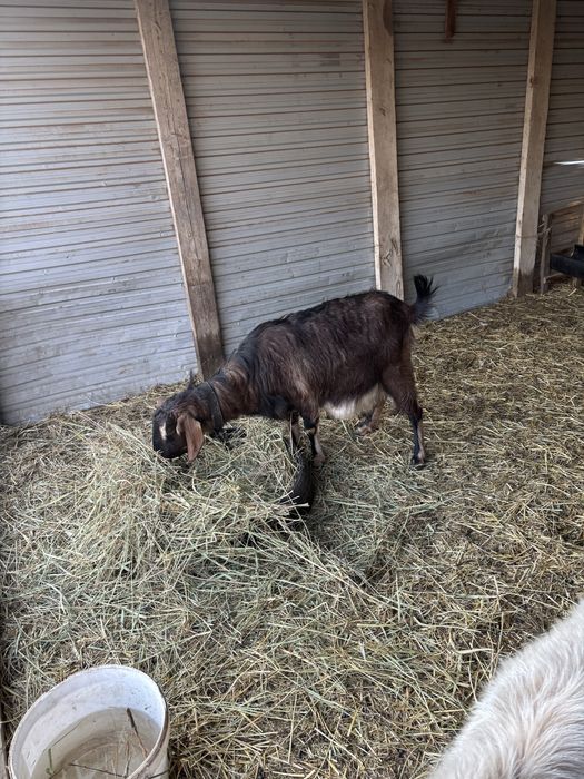 Козы англо-нубийские