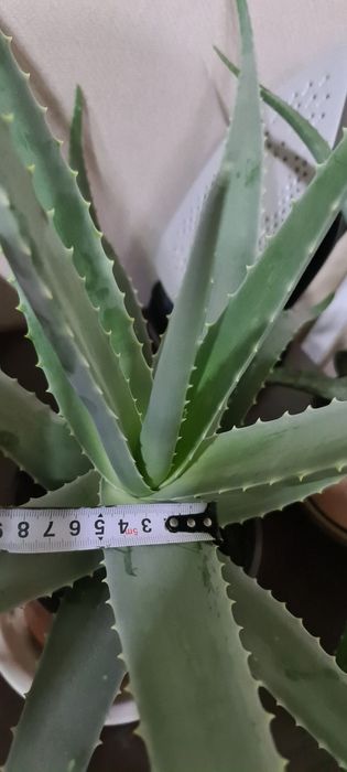 Алое Вера Барбаденсис многолетние