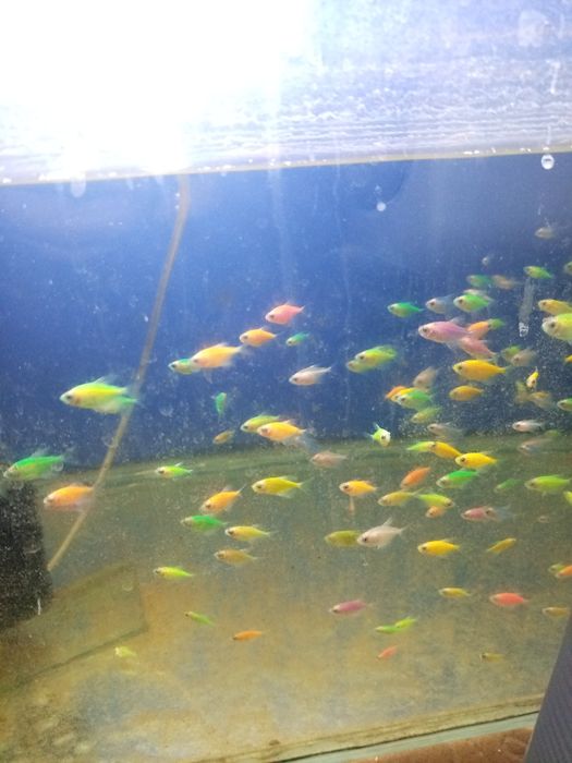 Продаются рыбы для аквариума